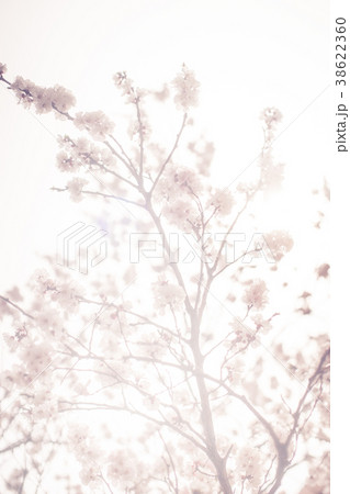 桜 春 花 38622360