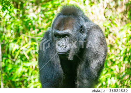 Western lowland gorilla 38622389