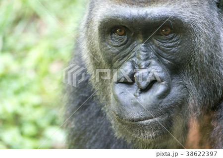 Western lowland gorilla 38622397