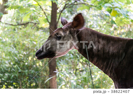 Adult okapi between trees Adult okapi between trees 38622407
