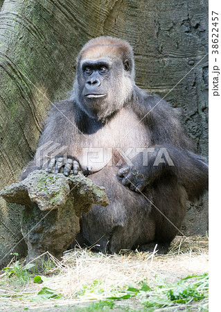 Western lowland gorilla Western lowland gorilla 38622457