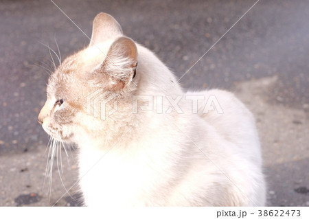 猫 38622473