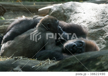 Western lowland gorilla 38622490