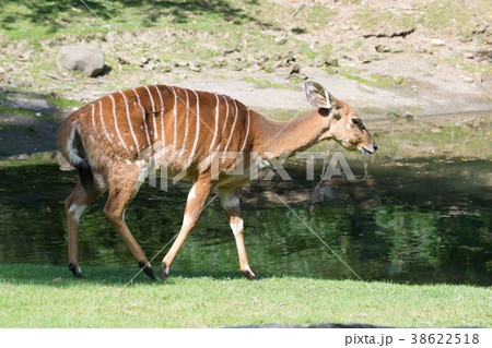 Female Nyala 38622518