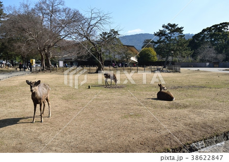 奈良公園の鹿 奈良公園の鹿 38622847