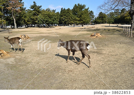 奈良公園の鹿 38622853