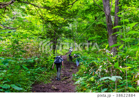 小樽市塩谷丸山 登山道 小樽市塩谷丸山 登山道 38622884