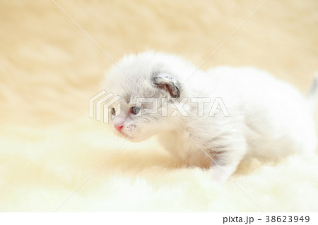 ラグドール子猫b ラグドール子猫b 38623949