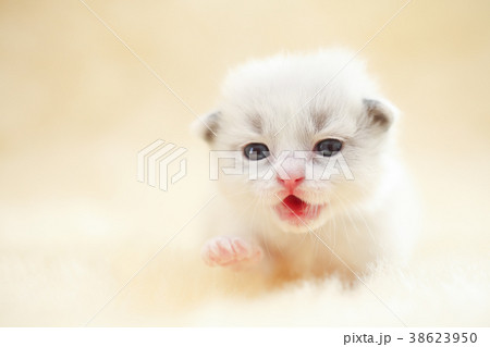 ラグドール子猫c ラグドール子猫c 38623950