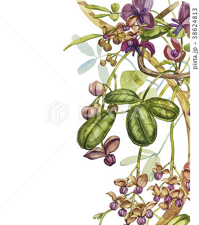 Watercolor hand drawn akebia quinata leaves and 38624813
