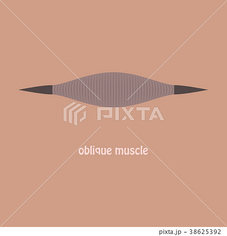 Flat External Oblique muscles of chest, thorax 38625392