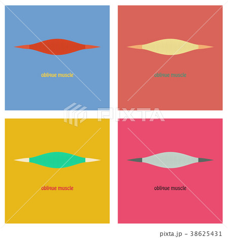 Set of Flat External Oblique muscles of chest 38625431