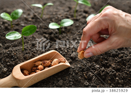 Plant and tree 38625929