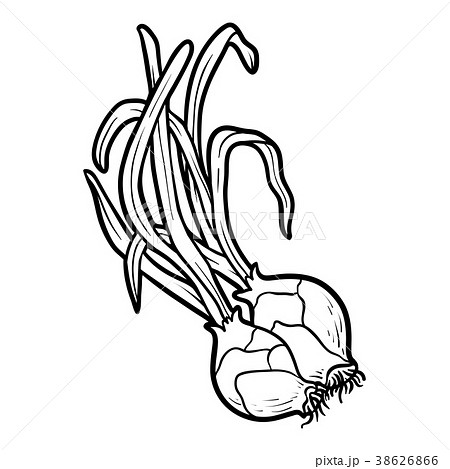 Coloring book, Shallot onion 38626866