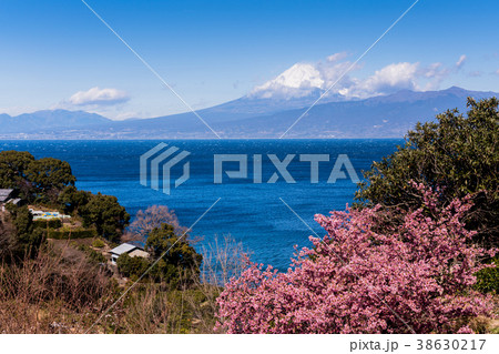 《静岡県》河津桜咲く伊豆・駿河湾越しの富士山 《静岡県》河津桜咲く伊豆・駿河湾越しの富士山 38630217
