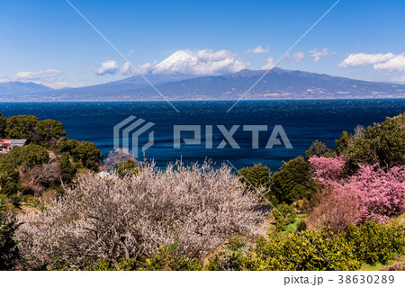 《静岡県》春を告げる梅・桜・駿河湾越しの富士山 《静岡県》春を告げる梅・桜・駿河湾越しの富士山 38630289