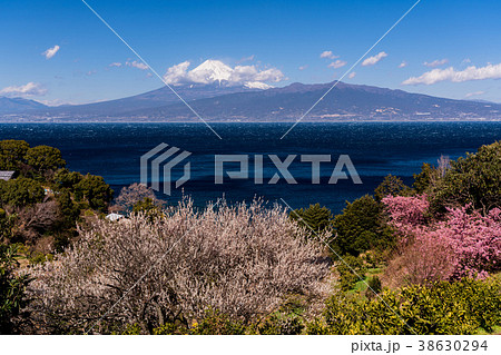 《静岡県》春を告げる梅・桜・駿河湾越しの富士山 《静岡県》春を告げる梅・桜・駿河湾越しの富士山 38630294