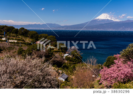 《静岡県》春を告げる梅・桜・駿河湾越しの富士山 《静岡県》春を告げる梅・桜・駿河湾越しの富士山 38630296