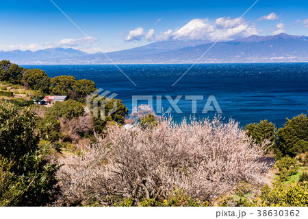 《静岡県》白梅咲く伊豆・駿河湾越しの富士山 《静岡県》白梅咲く伊豆・駿河湾越しの富士山 38630362