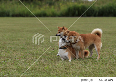 じゃれ合う3頭の柴犬の写真素材