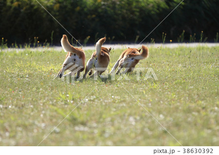 じゃれ合う3頭の柴犬 38630392