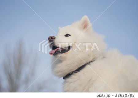 fluffy northern polar dog. muzzle of the samoyed fluffy northern polar dog. muzzle of the samoyed 38630785