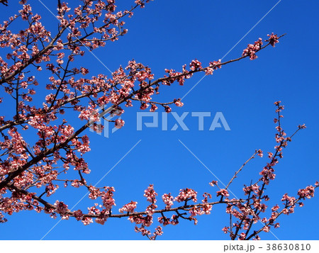 日立紅寒桜 日立紅寒桜 38630810