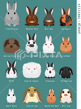 ウサギ 種類 一覧のイラスト素材