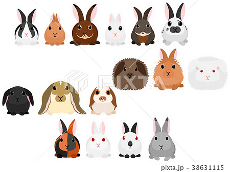 ウサギ 種類 素材のイラスト素材