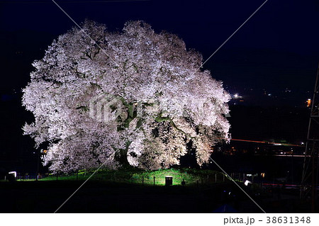 わに塚の桜 わに塚の桜 38631348