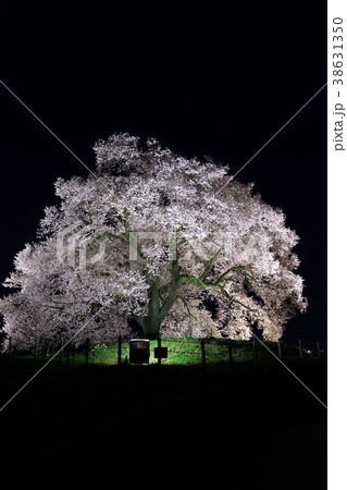 わに塚の桜 わに塚の桜 38631350