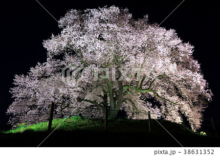 わに塚の桜 わに塚の桜 38631352