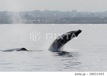 クジラ ブリーチング 親子クジラの写真素材