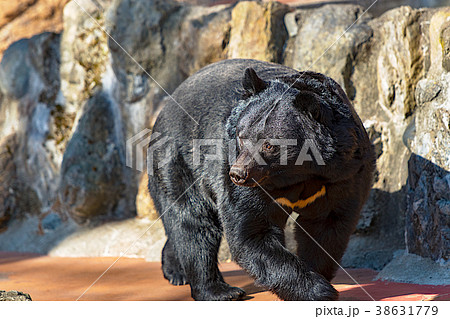 ツキノワグマ 38631779