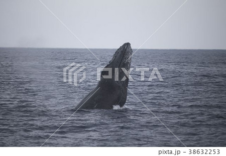 ザトウクジラ 38632253