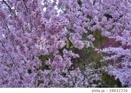 台湾 拉拉山 桜 38632256