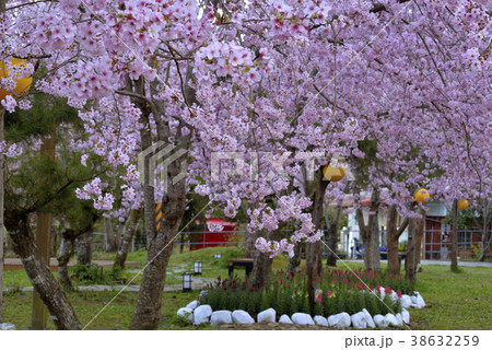 台湾 拉拉山 桜 38632259