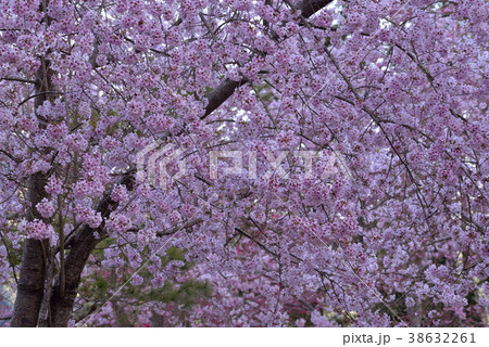 台湾 拉拉山 桜 38632261