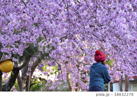 台湾 拉拉山 桜 38632276