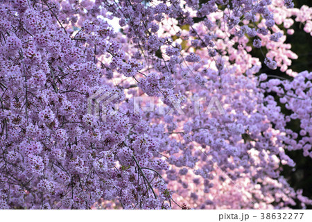 台湾 拉拉山 桜 38632277