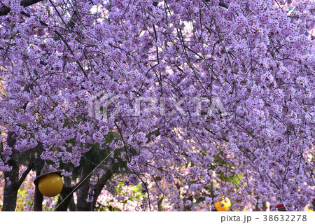 台湾 拉拉山 桜 38632278