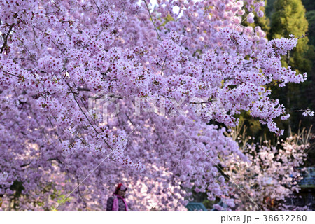 台湾 拉拉山 桜 38632280