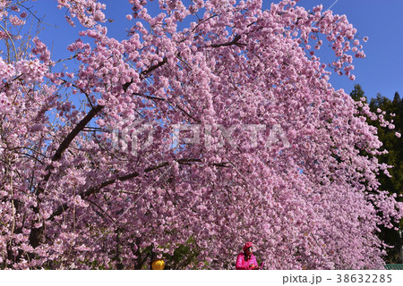 台湾 拉拉山 桜 38632285