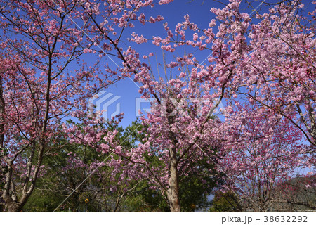 台湾 拉拉山 桜 38632292