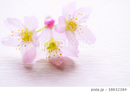 さくら・啓翁桜 38632384