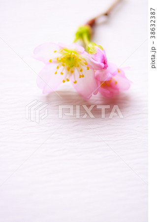 さくら・啓翁桜 さくら・啓翁桜 38632387