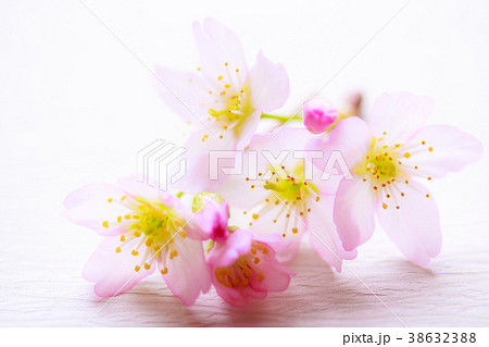 さくら・啓翁桜 さくら・啓翁桜 38632388