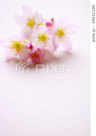 さくら・啓翁桜 38632390