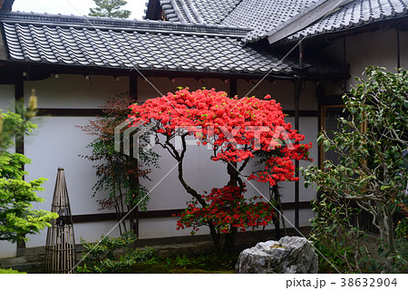 キリシマツツジ-4 キリシマツツジ-4 38632904