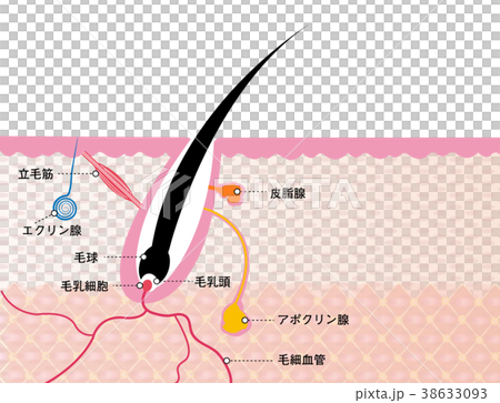 毛内部構造図 38633093